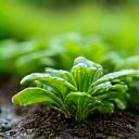 Sistema di irrigazione sostenibile